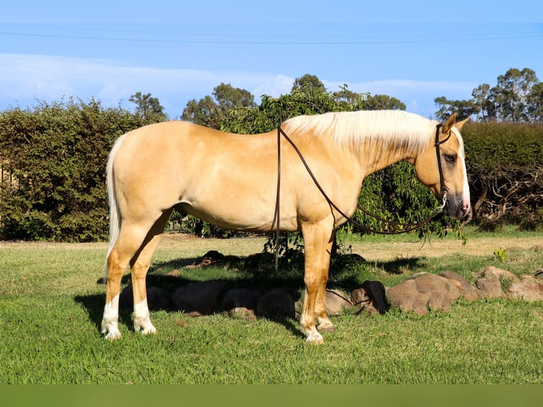 American Quarter Horse Castrone 11 Anni 155 cm Palomino in PLEASANT GROVE, CA