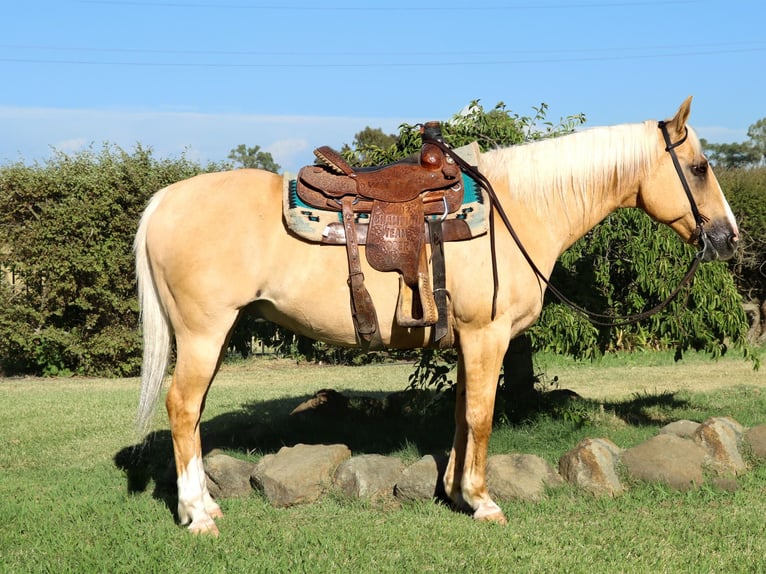 American Quarter Horse Castrone 11 Anni 155 cm Palomino in PLEASANT GROVE, CA