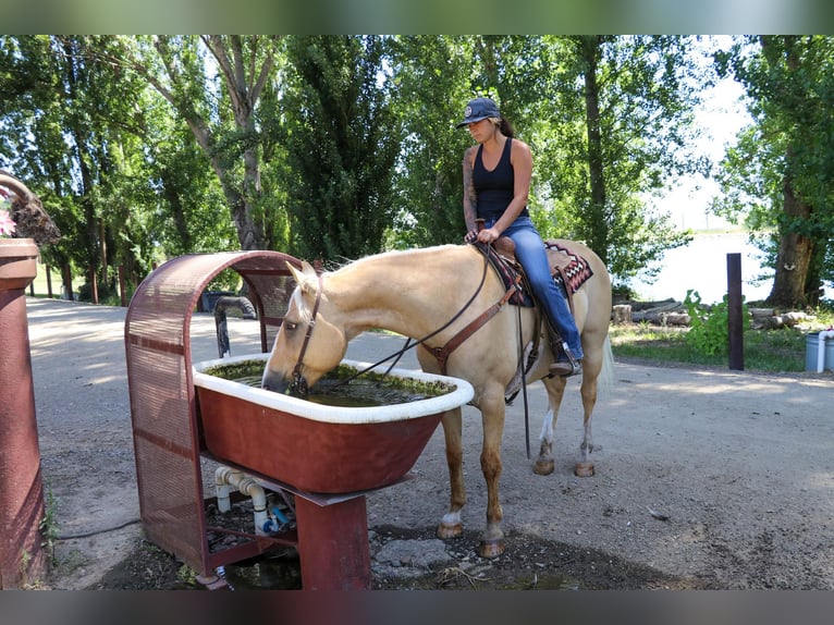 American Quarter Horse Castrone 11 Anni 155 cm Palomino in PLEASANT GROVE, CA