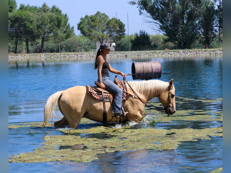 American Quarter Horse Castrone 11 Anni 155 cm Palomino in PLEASANT GROVE, CA