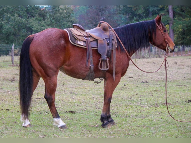 American Quarter Horse Castrone 11 Anni 155 cm in RUSK TX