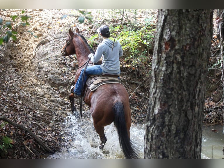 American Quarter Horse Castrone 11 Anni 155 cm in RUSK TX