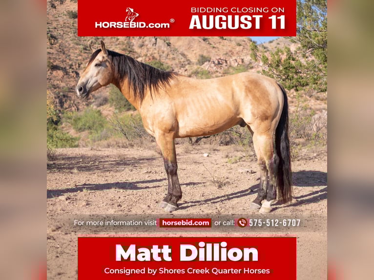 American Quarter Horse Castrone 11 Anni 155 cm Pelle di daino in Cliff, NM