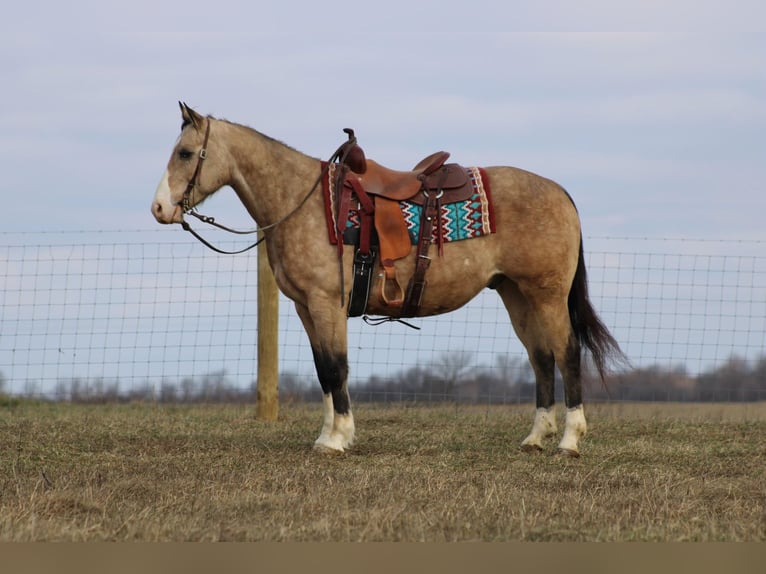 American Quarter Horse Castrone 11 Anni 155 cm Pelle di daino in Baton Rouge LA