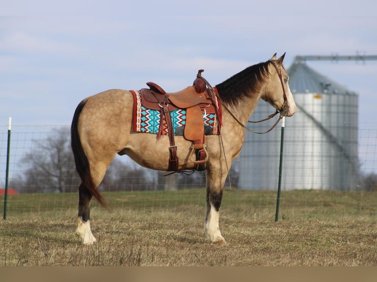 American Quarter Horse Castrone 11 Anni 155 cm Pelle di daino in Baton Rouge LA