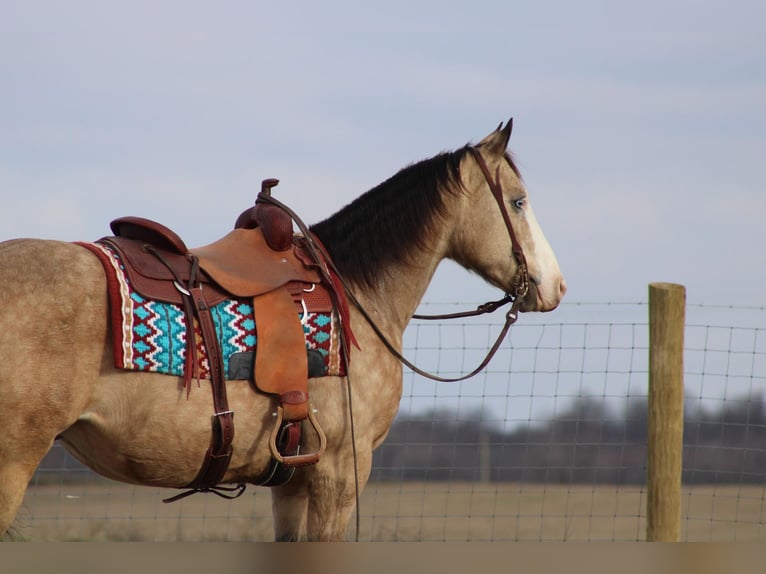 American Quarter Horse Castrone 11 Anni 155 cm Pelle di daino in Baton Rouge LA