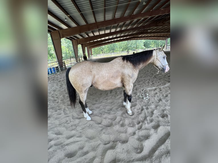 American Quarter Horse Castrone 11 Anni 155 cm Pelle di daino in Baton Rouge LA