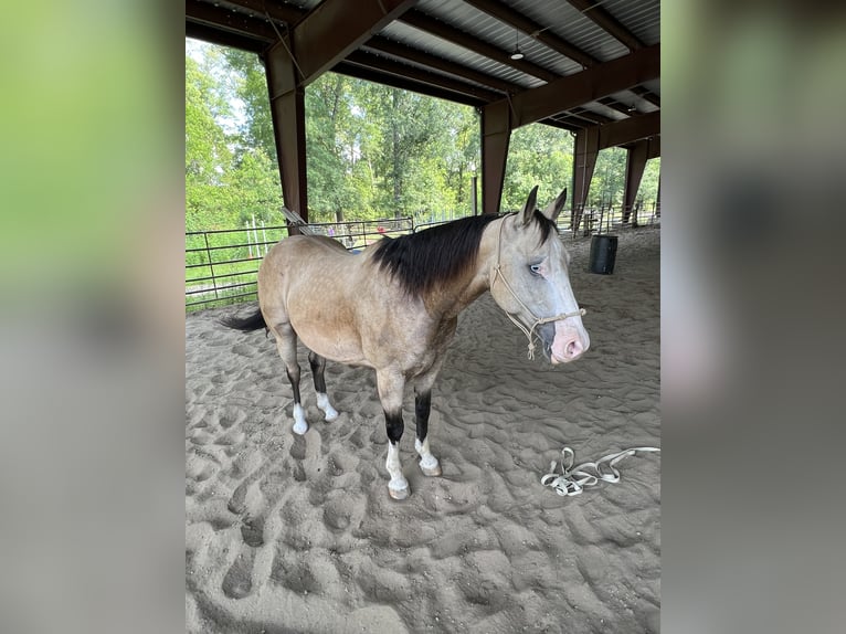 American Quarter Horse Castrone 11 Anni 155 cm Pelle di daino in Baton Rouge LA