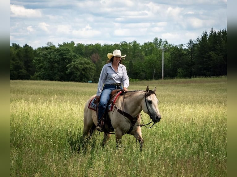 American Quarter Horse Castrone 11 Anni 155 cm Pelle di daino in Nevis, MN