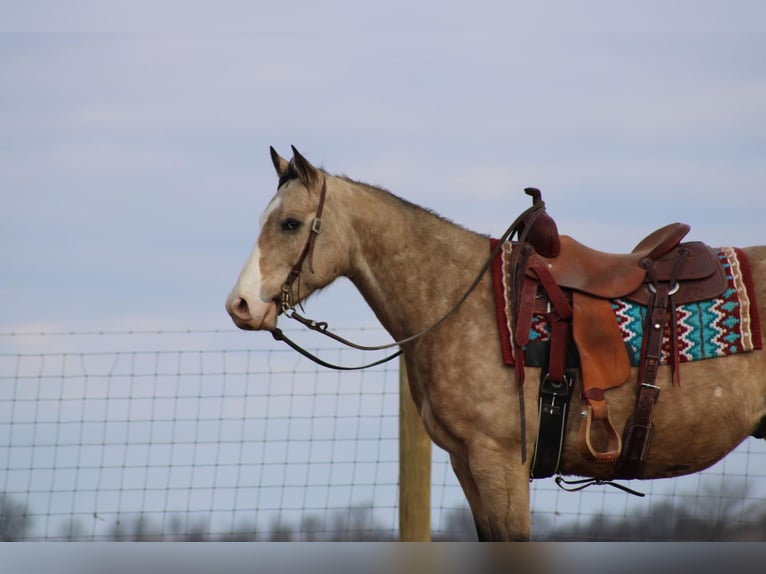 American Quarter Horse Castrone 11 Anni 155 cm Pelle di daino in Sonora KY