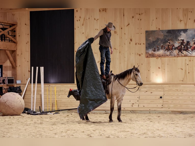 American Quarter Horse Castrone 11 Anni 155 cm Pelle di daino in Needmore