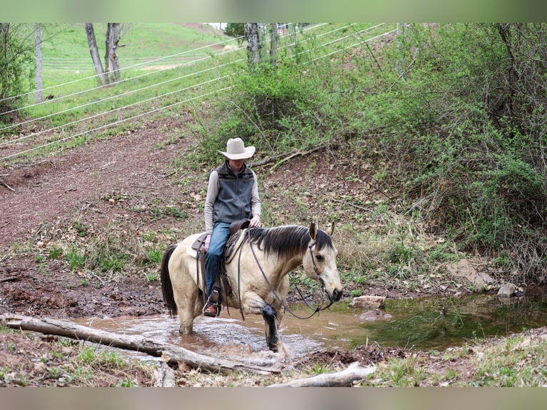 American Quarter Horse Castrone 11 Anni 155 cm Pelle di daino in Needmore