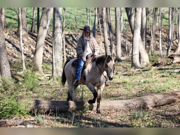 American Quarter Horse Castrone 11 Anni 155 cm Pelle di daino in Needmore