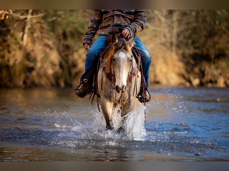 American Quarter Horse Castrone 11 Anni 155 cm Pelle di daino in Santa Fe