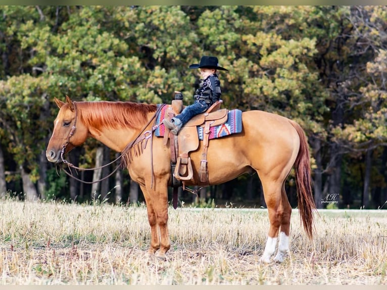 American Quarter Horse Castrone 11 Anni 155 cm Red dun in Aguila, AZ