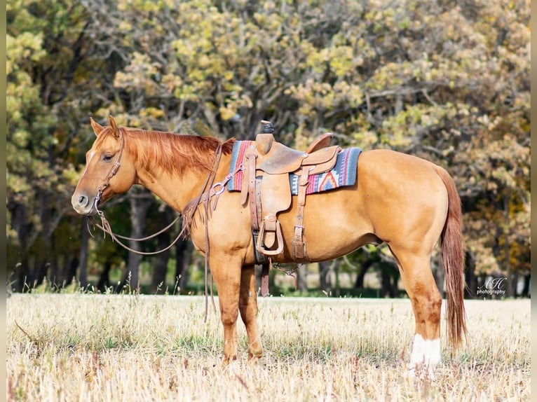 American Quarter Horse Castrone 11 Anni 155 cm Red dun in Aguila, AZ