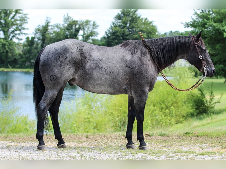 American Quarter Horse Castrone 11 Anni 155 cm Roano blu in Robards, KY
