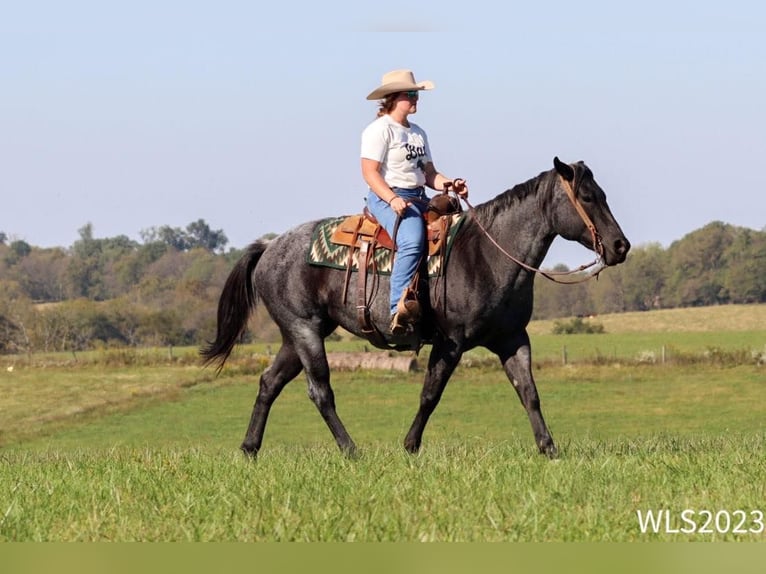 American Quarter Horse Castrone 11 Anni 155 cm Roano blu in Brooksville KY