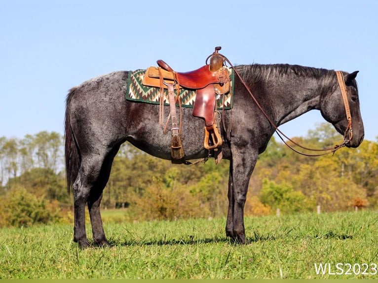 American Quarter Horse Castrone 11 Anni 155 cm Roano blu in Brooksville KY