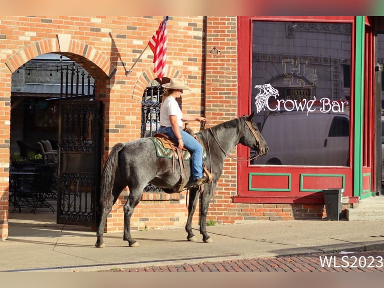 American Quarter Horse Castrone 11 Anni 155 cm Roano blu in Brooksville KY