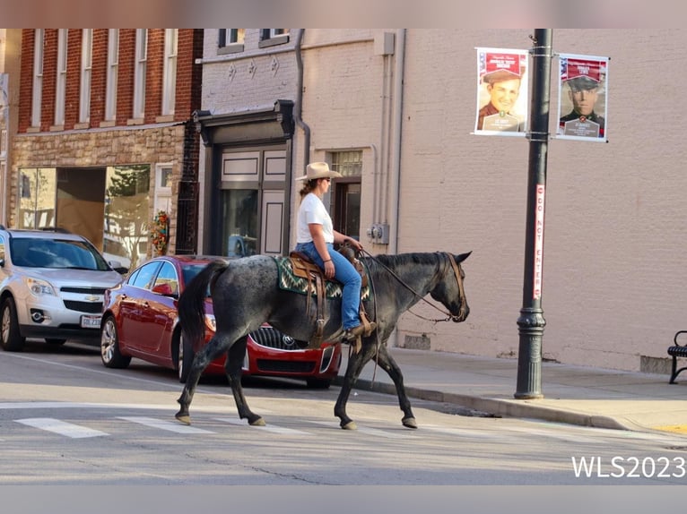 American Quarter Horse Castrone 11 Anni 155 cm Roano blu in Brooksville KY