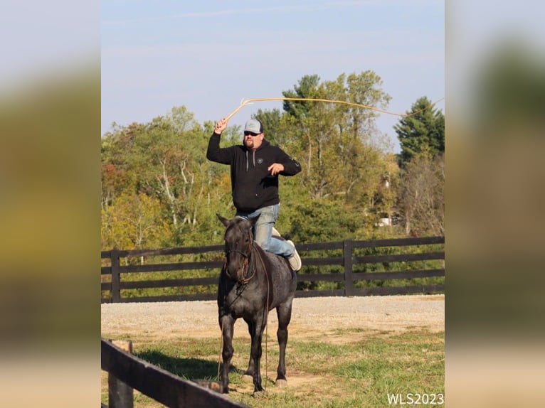 American Quarter Horse Castrone 11 Anni 155 cm Roano blu in Brooksville KY