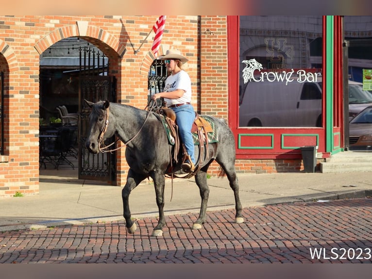 American Quarter Horse Castrone 11 Anni 155 cm Roano blu in Brooksville KY