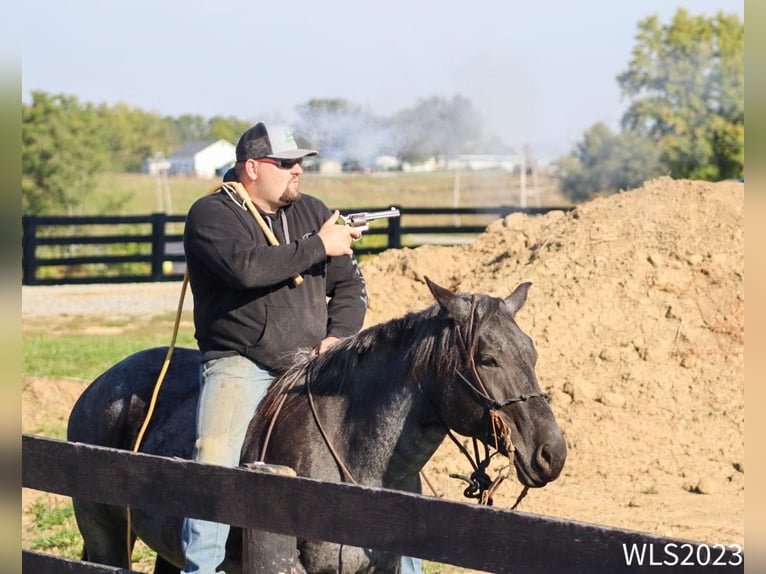 American Quarter Horse Castrone 11 Anni 155 cm Roano blu in Brooksville KY