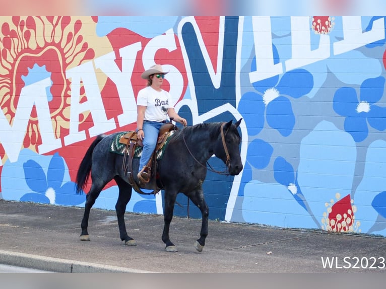 American Quarter Horse Castrone 11 Anni 155 cm Roano blu in Brooksville KY