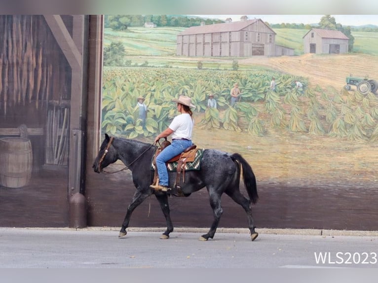 American Quarter Horse Castrone 11 Anni 155 cm Roano blu in Brooksville KY