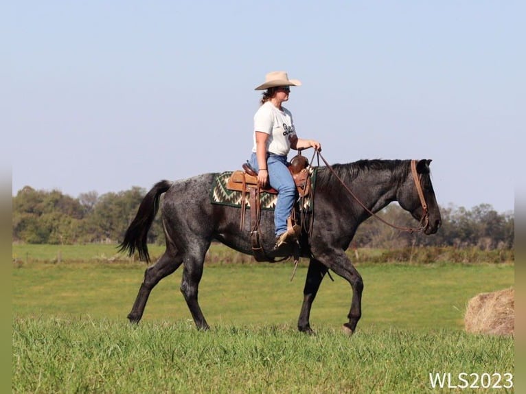 American Quarter Horse Castrone 11 Anni 155 cm Roano blu in Brooksville KY