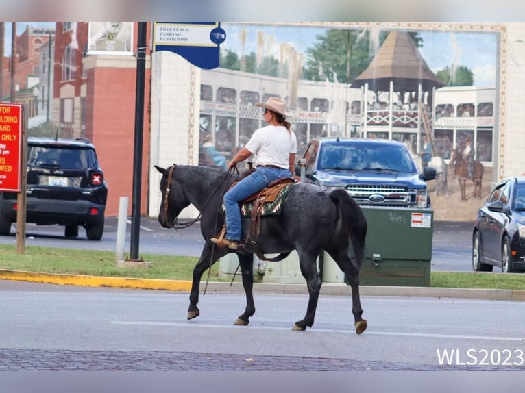 American Quarter Horse Castrone 11 Anni 155 cm Roano blu in Brooksville KY