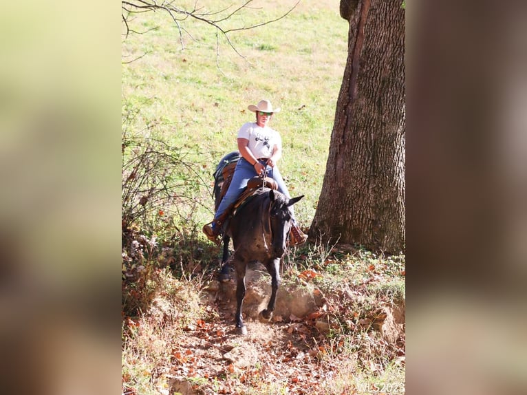 American Quarter Horse Castrone 11 Anni 155 cm Roano blu in Brooksville KY