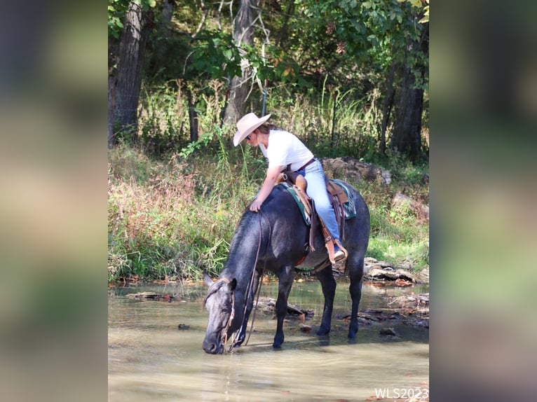 American Quarter Horse Castrone 11 Anni 155 cm Roano blu in Brooksville KY