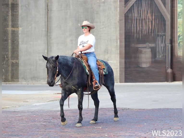 American Quarter Horse Castrone 11 Anni 155 cm Roano blu in Brooksville KY