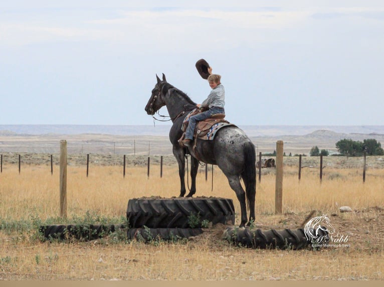 American Quarter Horse Castrone 11 Anni 155 cm Roano blu in Cody