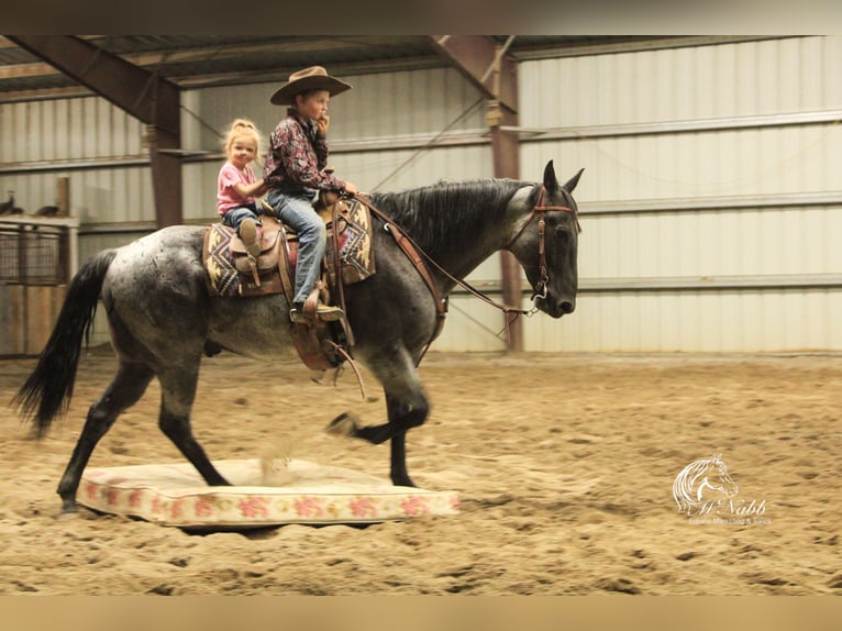 American Quarter Horse Castrone 11 Anni 155 cm Roano blu in Cody