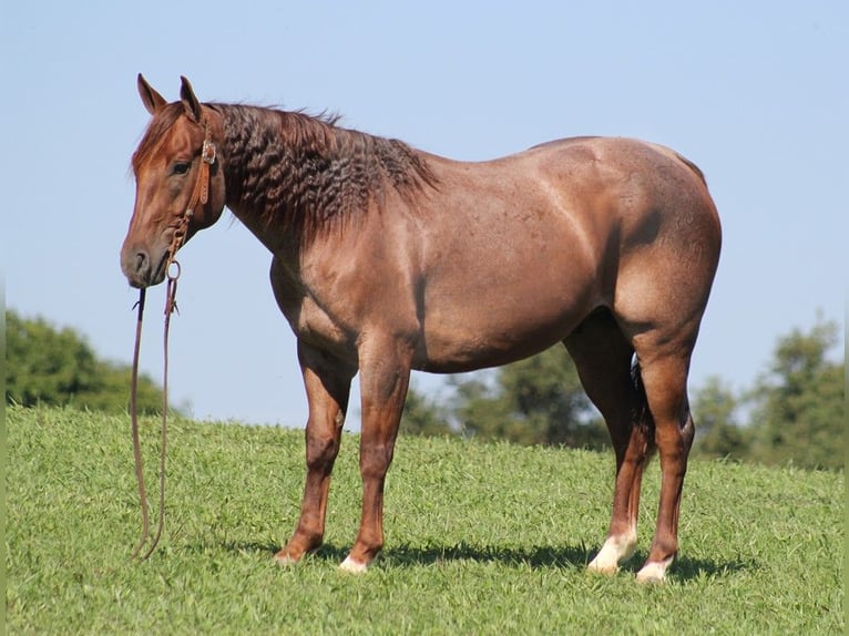 American Quarter Horse Castrone 11 Anni 155 cm Roano rosso in Brodhead, KY