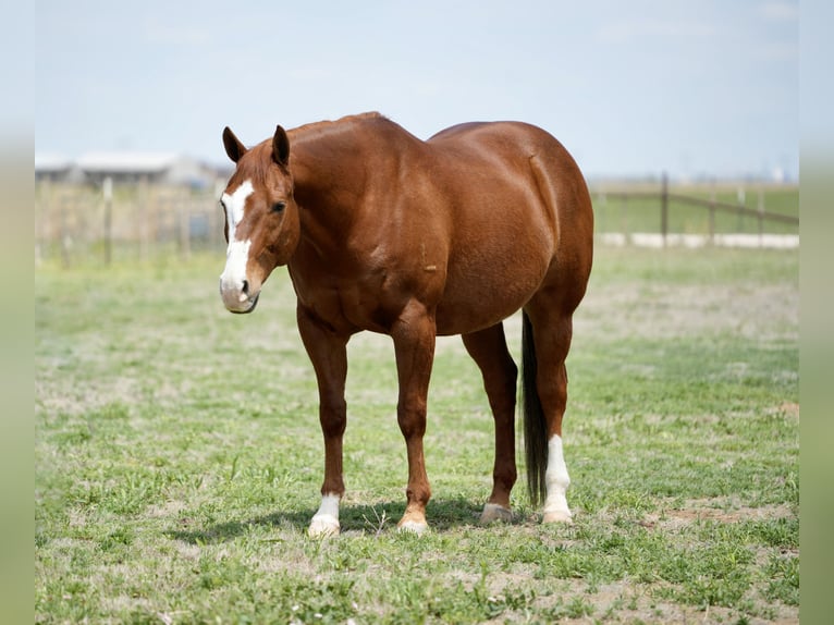 American Quarter Horse Castrone 11 Anni 155 cm Sauro ciliegia in Amarillo, TX