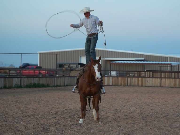 American Quarter Horse Castrone 11 Anni 155 cm Sauro ciliegia in Amarillo, TX