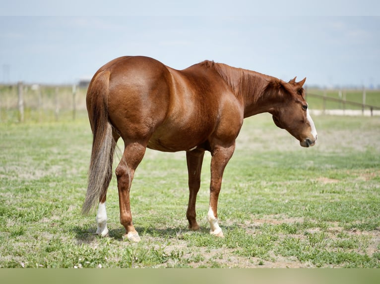 American Quarter Horse Castrone 11 Anni 155 cm Sauro ciliegia in Amarillo, TX