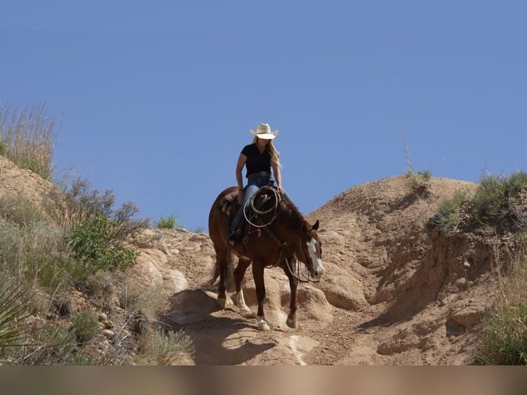 American Quarter Horse Castrone 11 Anni 155 cm Sauro ciliegia in Amarillo, TX