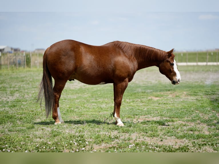 American Quarter Horse Castrone 11 Anni 155 cm Sauro ciliegia in Amarillo, TX