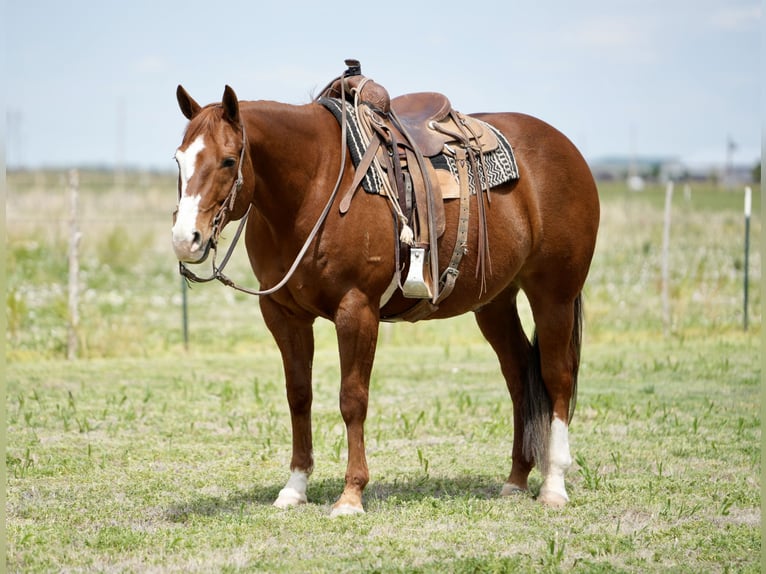 American Quarter Horse Castrone 11 Anni 155 cm Sauro ciliegia in Amarillo, TX