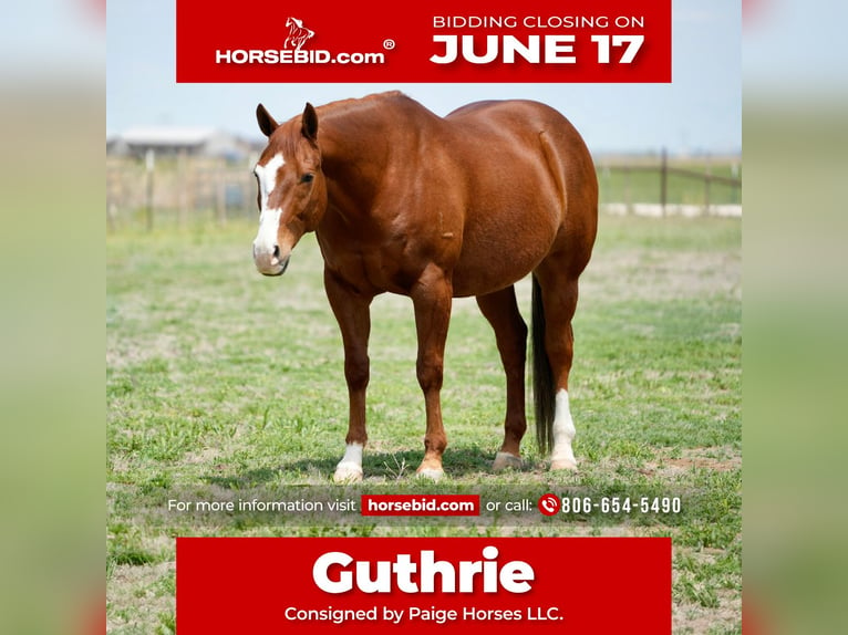 American Quarter Horse Castrone 11 Anni 155 cm Sauro ciliegia in Amarillo, TX