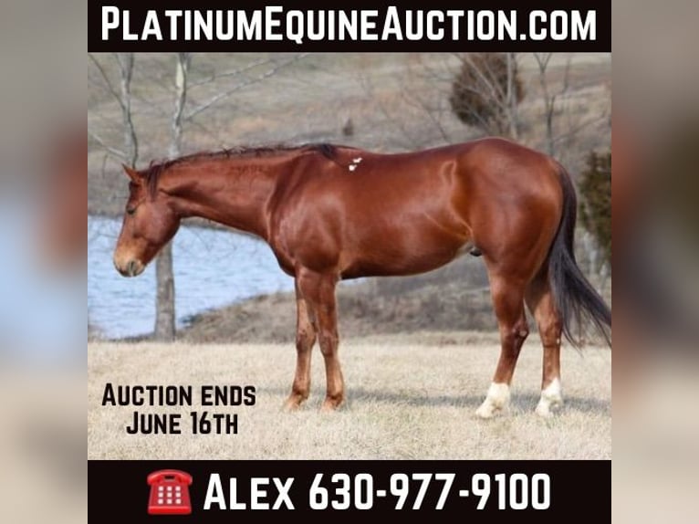 American Quarter Horse Castrone 11 Anni 155 cm Sauro scuro in Hardinsburg IN