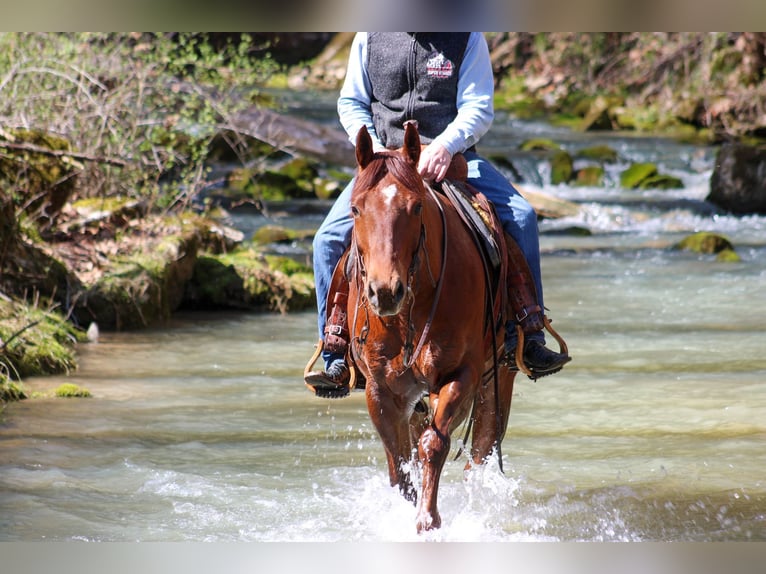 American Quarter Horse Castrone 11 Anni 155 cm Sauro scuro in Hardinsburg IN