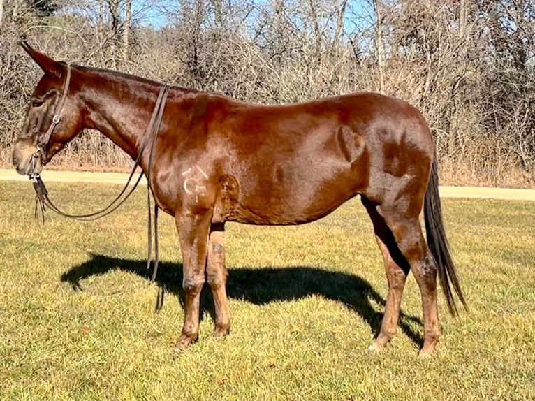 American Quarter Horse Castrone 11 Anni 155 cm Sauro scuro in Independence IA