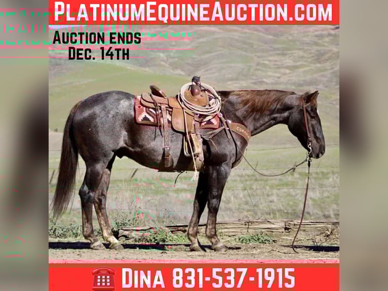 American Quarter Horse Castrone 11 Anni 155 cm Sauro scuro in Paicines CA