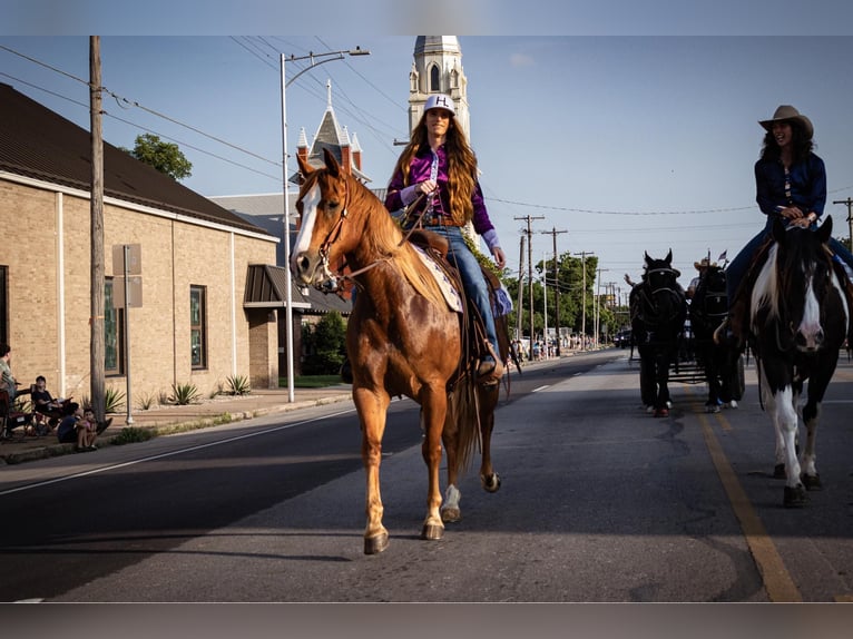American Quarter Horse Castrone 11 Anni 155 cm Sauro scuro in WEATHERFORD, TX